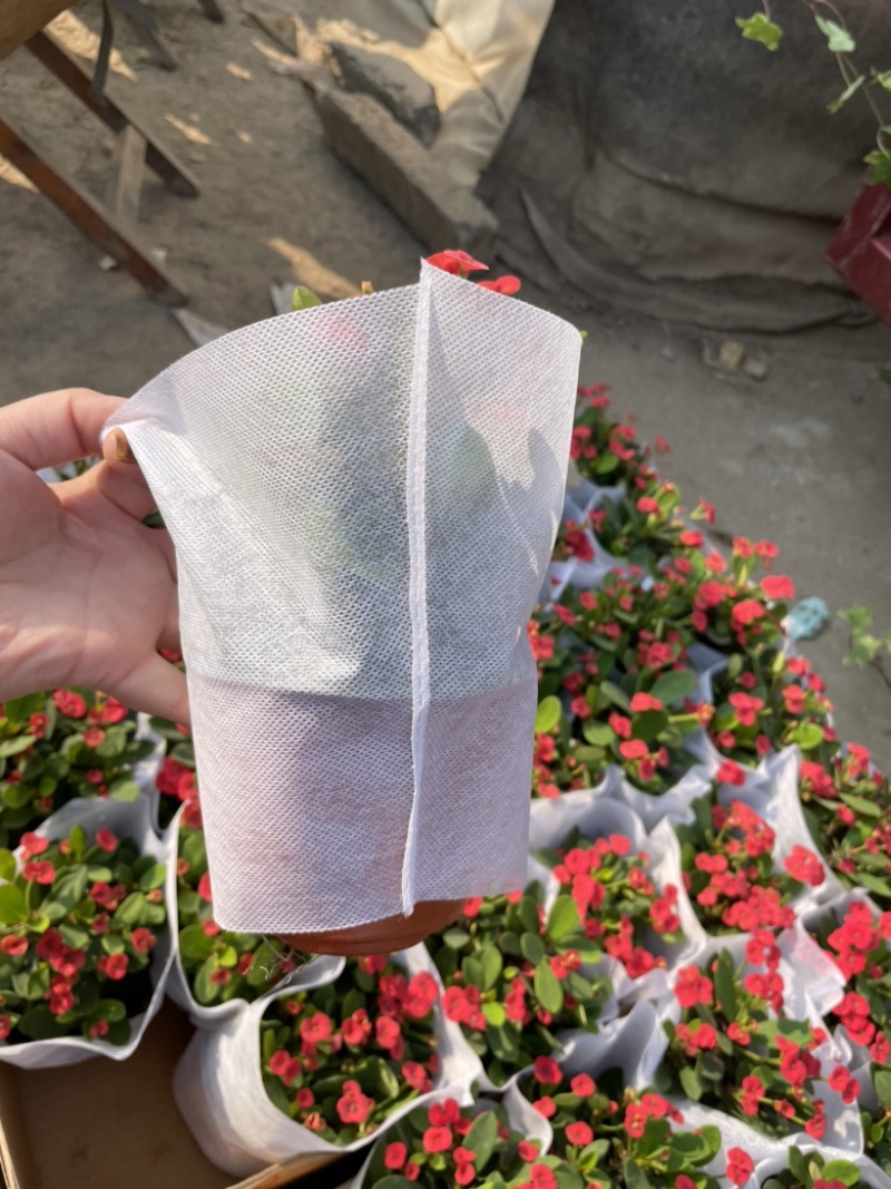 110盆刺梅，迷你刺梅，量大优惠，需要联系