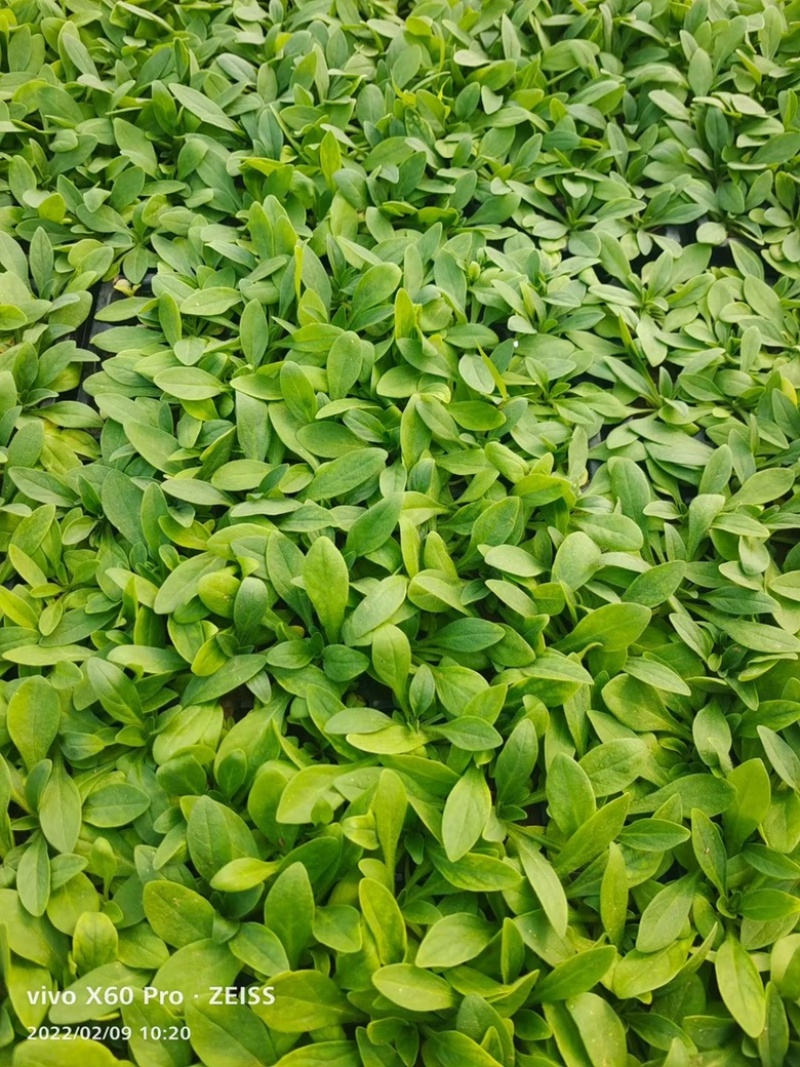 矮牵牛穴盘苗，大量供应，现货直发，产地直发