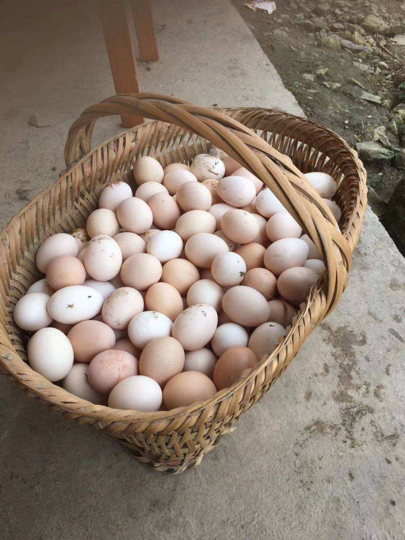 土鸡蛋