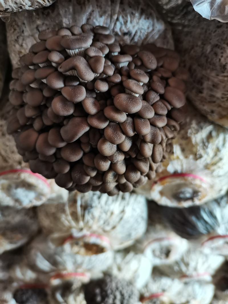 平菇