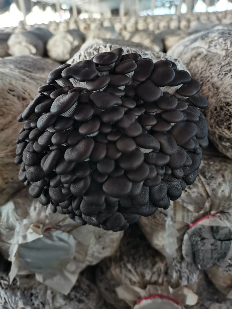 平菇