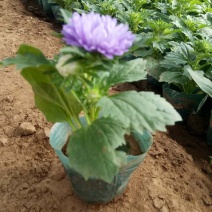 翠菊