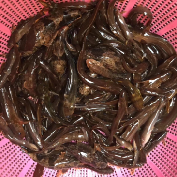 土鱼，野生杂鱼，漓江鱼，