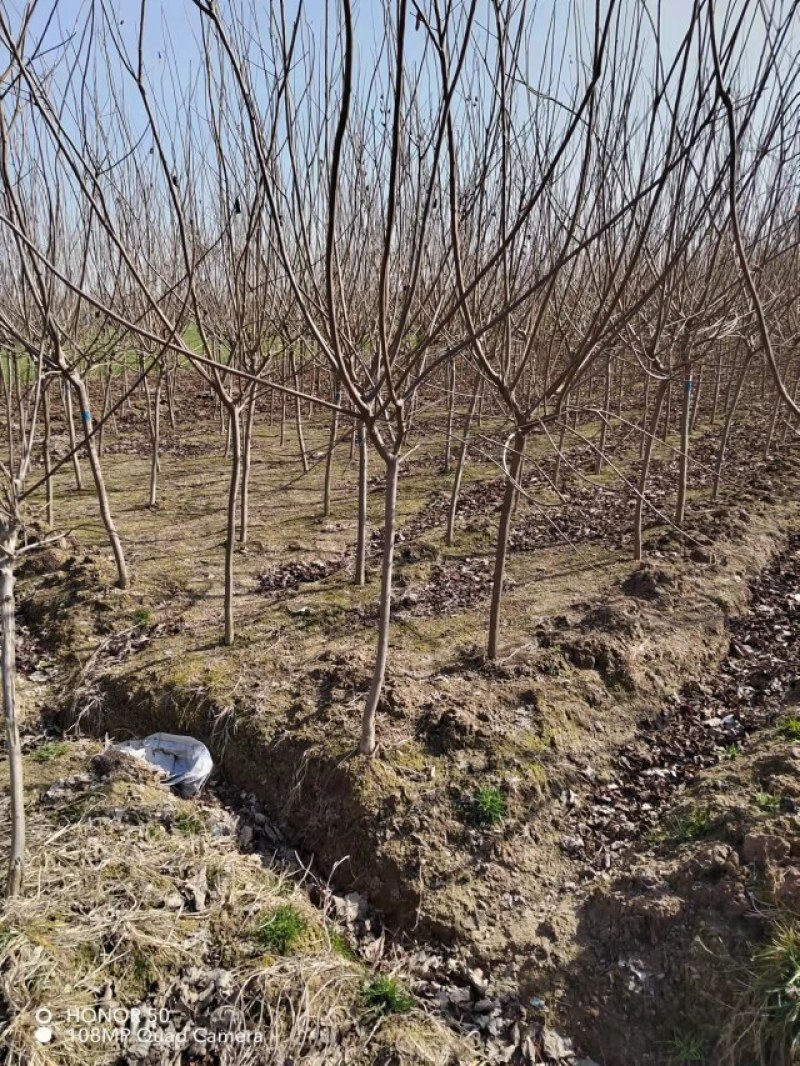 基地直供3公分的独杆黄栌
