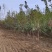 基地直供3公分的独杆黄栌