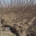 基地直供黄栌小苗0.5到2公分左右黄栌小苗