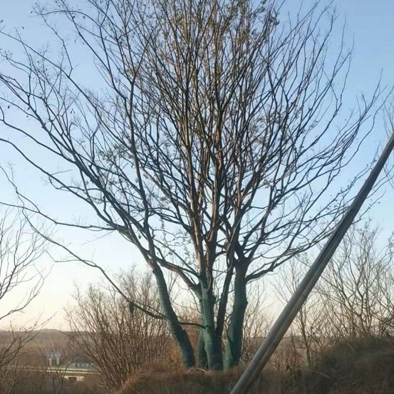 朴树