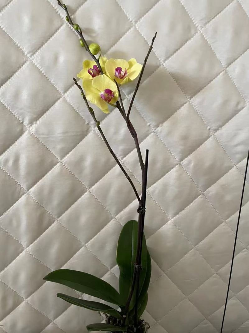 3寸杯黄金树单蝴蝶兰盆花观赏花卉