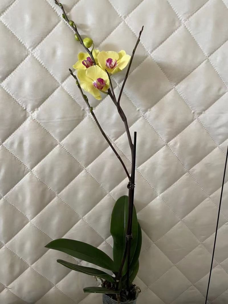3寸杯黄金树单蝴蝶兰盆花观赏花卉