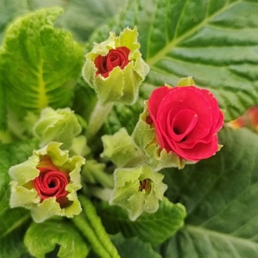 报春花小种樱花七重楼基地大量现货供应