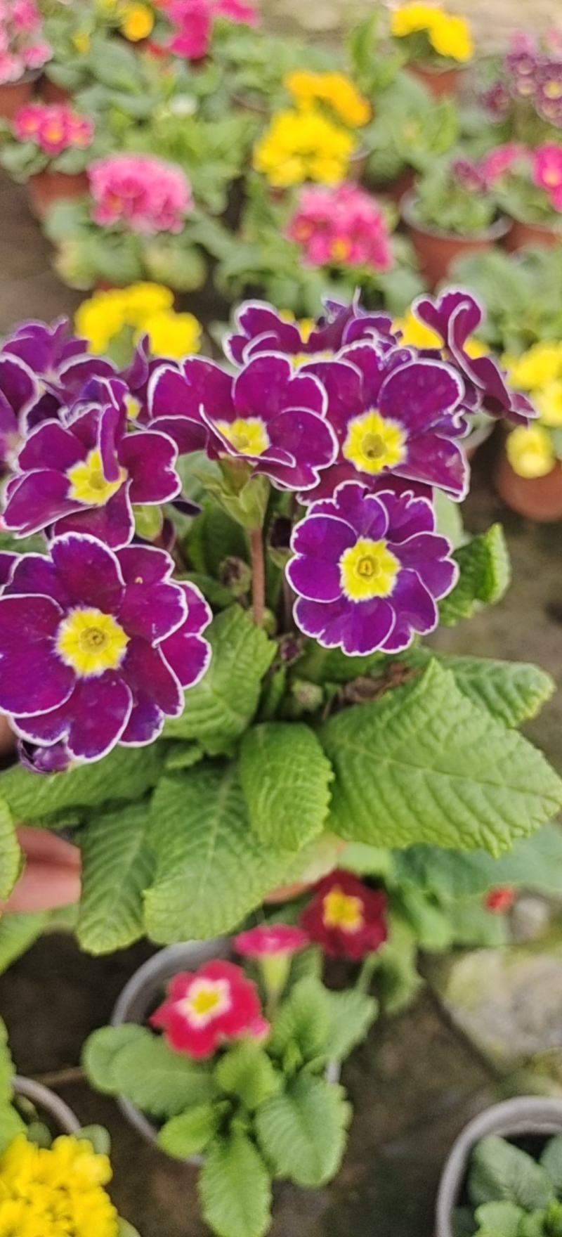 报春花小种樱花七重楼基地大量现货供应