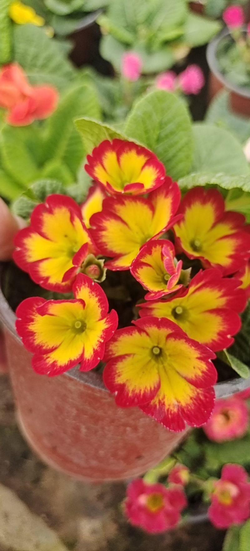 报春花小种樱花七重楼基地大量现货供应