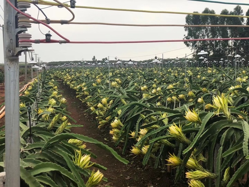 【季节热销】火龙果，货源充足，产地直发，欢迎采购！