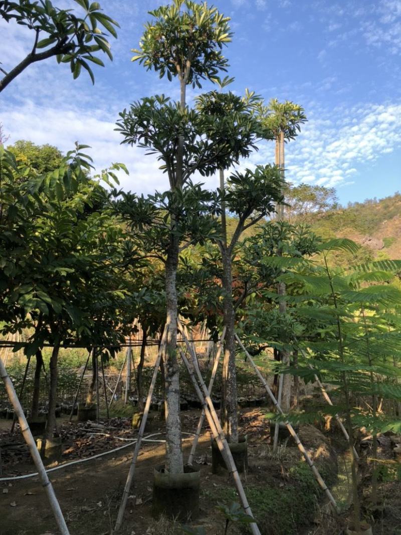 灯台树