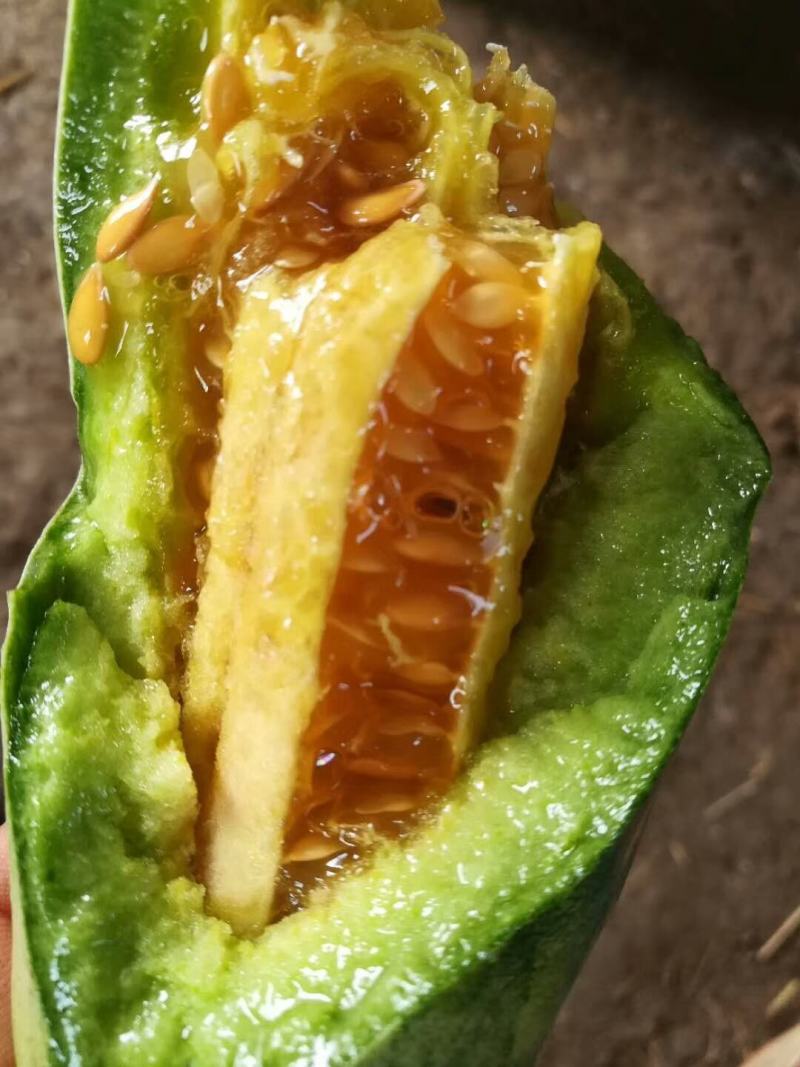 羊角蜜甜瓜博洋甜瓜专业代办产地直发全国可发