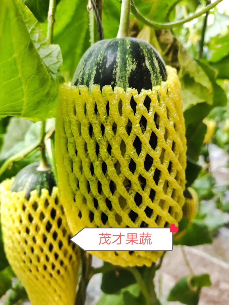 报价真实博洋系列甜瓜博洋9甜瓜脆甜红瓤绿肉糖度高