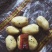 吉林土豆大量上市尤金885，沃土五，实验1，需要的联系！