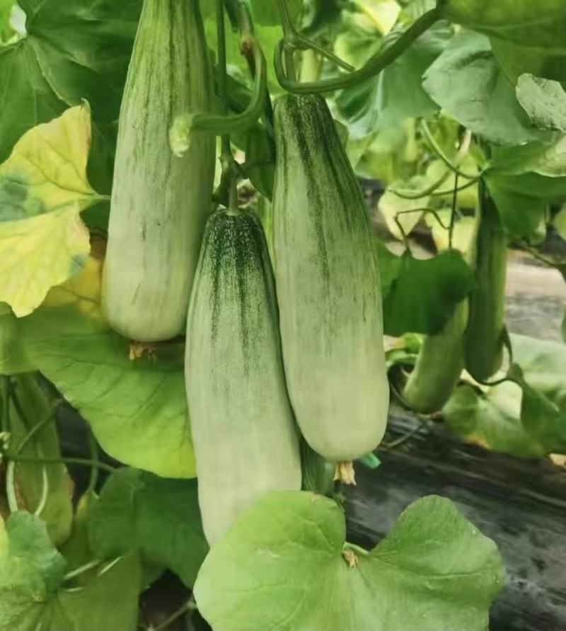 头茬羊角蜜甜瓜香甜爽口现摘现发支持一件代发