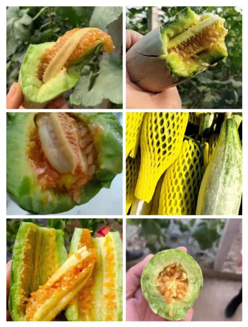 头茬羊角蜜甜瓜香甜爽口现摘现发支持一件代发