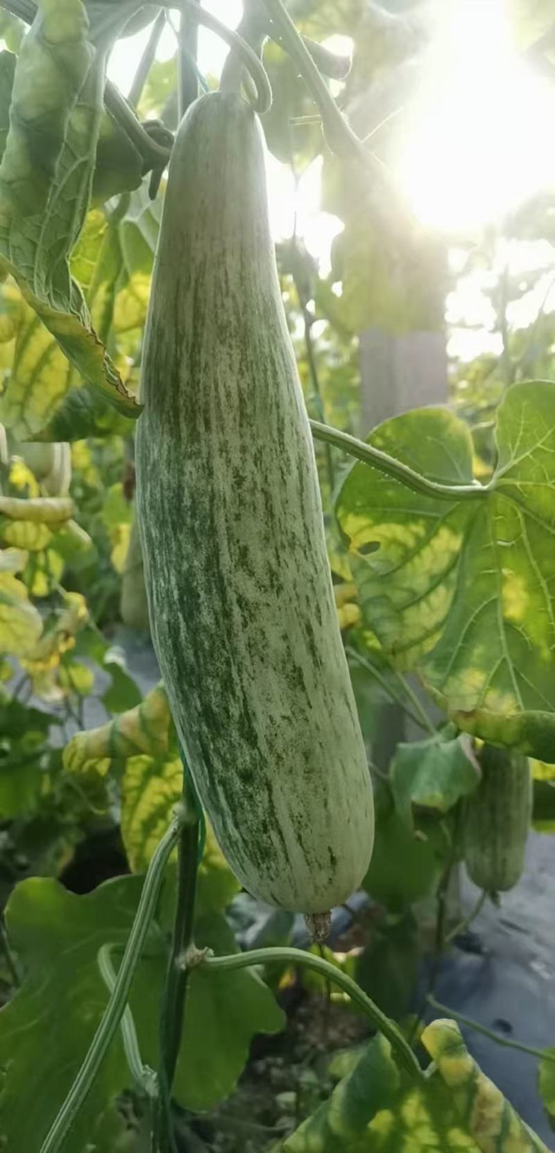 头茬羊角蜜甜瓜香甜爽口现摘现发支持一件代发