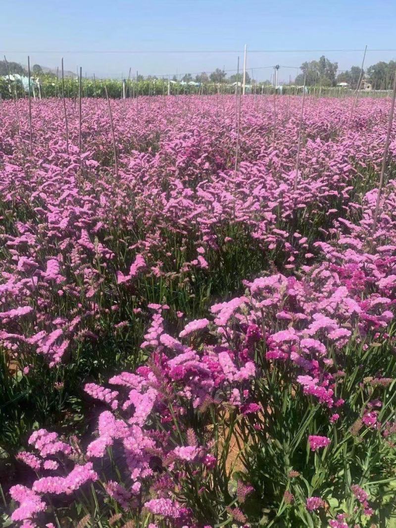 云南十八怪鲜花产地直发批勿忘我地摊称斤模式干花满天星情人