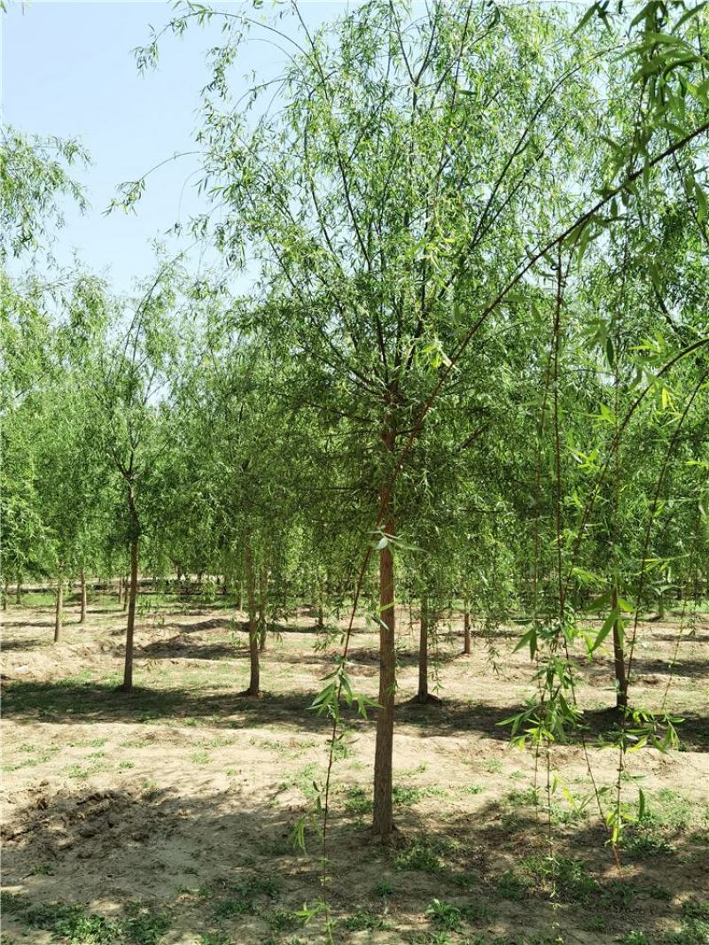 河北垂柳8-9-10公分青皮垂柳装车带土球长期出售