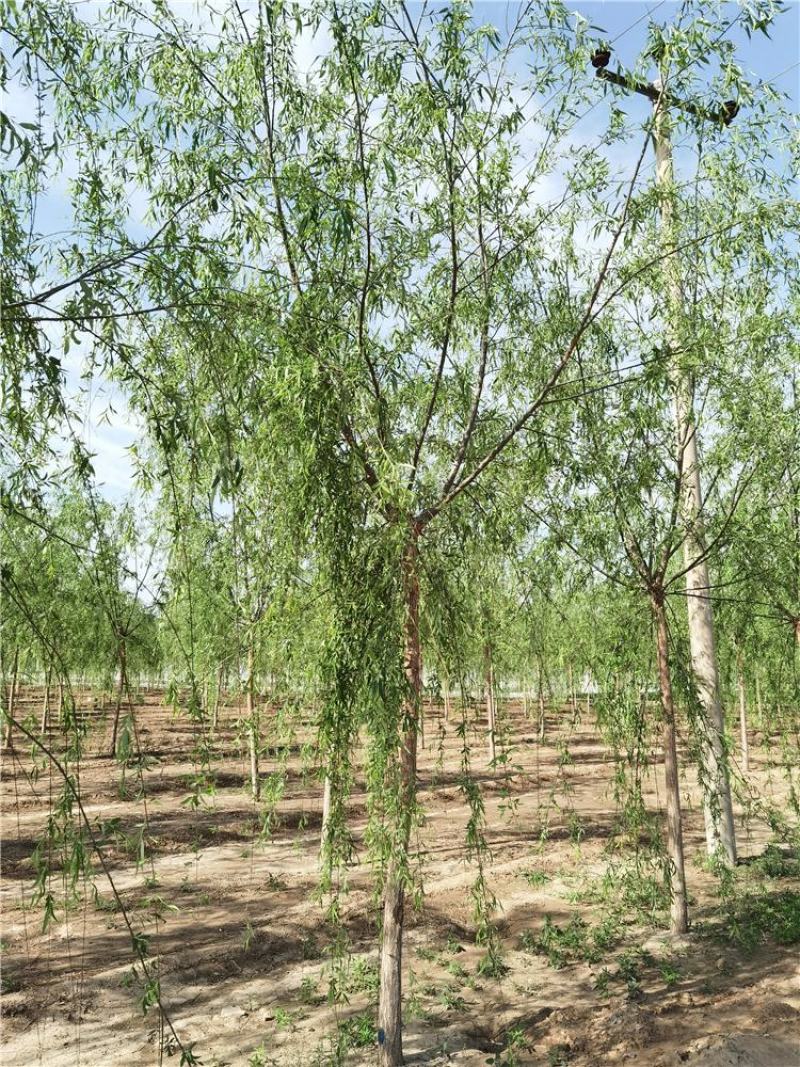 河北垂柳8-9-10公分青皮垂柳装车带土球长期出售