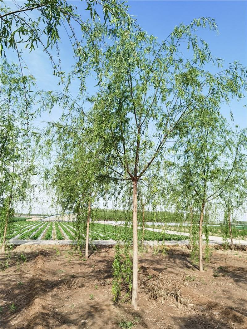 河北垂柳8-9-10公分青皮垂柳装车带土球长期出售