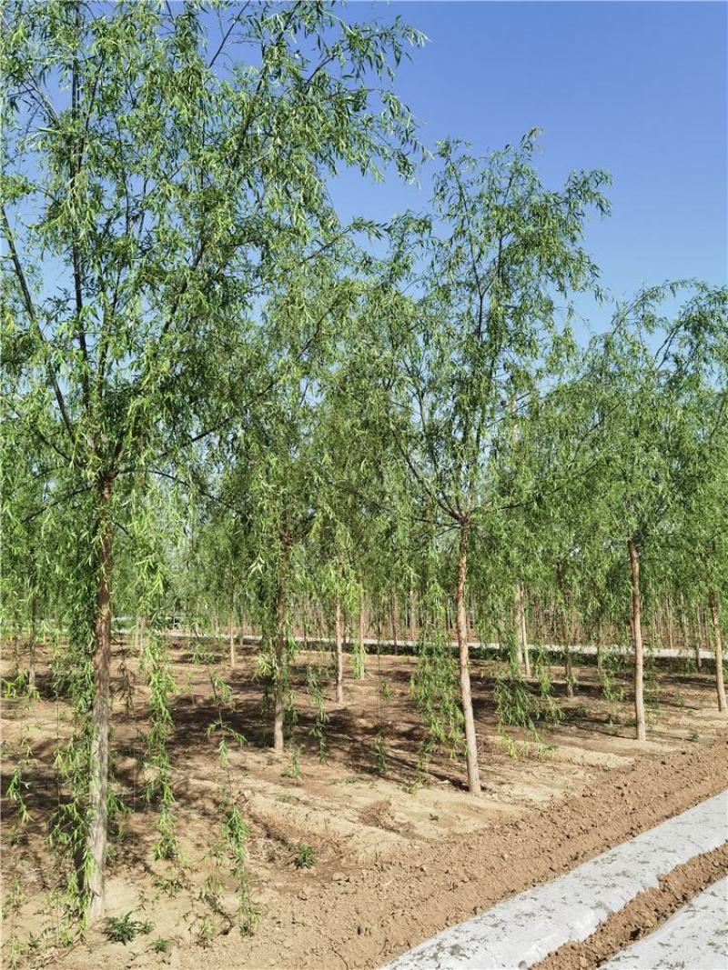 河北垂柳8-9-10公分青皮垂柳装车带土球长期出售