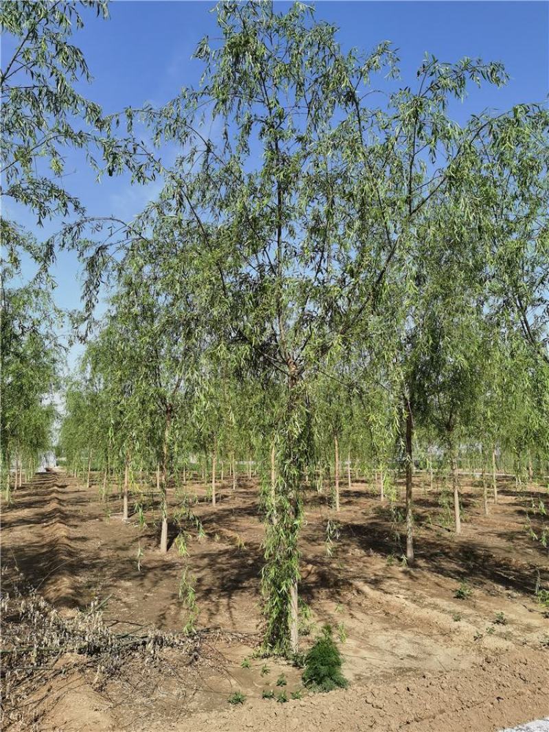 河北垂柳8-9-10公分青皮垂柳装车带土球长期出售