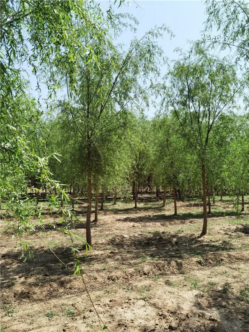 河北垂柳8-9-10公分青皮垂柳装车带土球长期出售