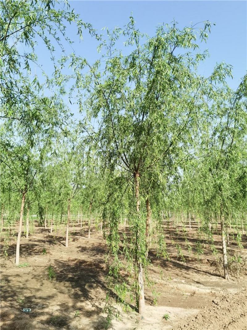 河北垂柳8-9-10公分青皮垂柳装车带土球长期出售