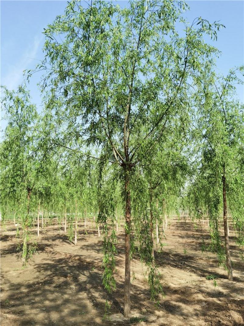 河北垂柳8-9-10公分青皮垂柳装车带土球长期出售