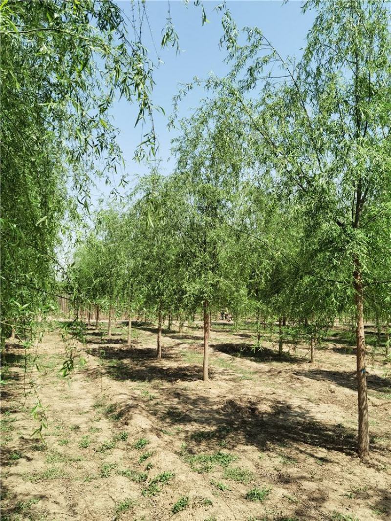 河北垂柳8-9-10公分青皮垂柳装车带土球长期出售