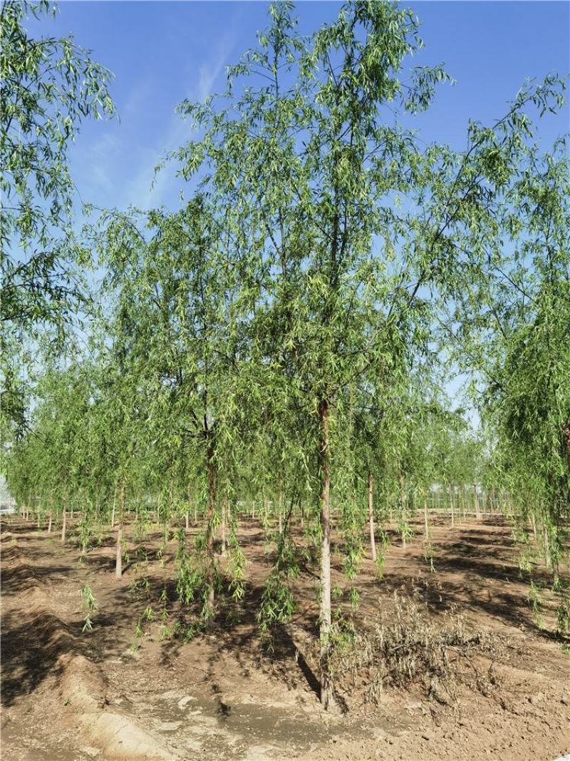 河北垂柳8-9-10公分青皮垂柳装车带土球长期出售