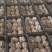 【精品鲜平菇】小黑平菇灰平菇鲜平菇产地直供可视频看货