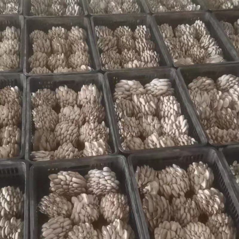 【精品鲜平菇】小黑平菇灰平菇鲜平菇产地直供可视频看货