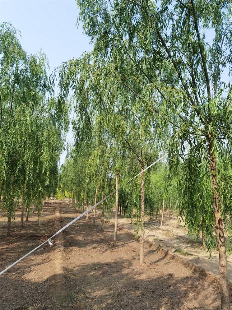 河北保定垂柳10-11-12公分西湖垂柳批量直供