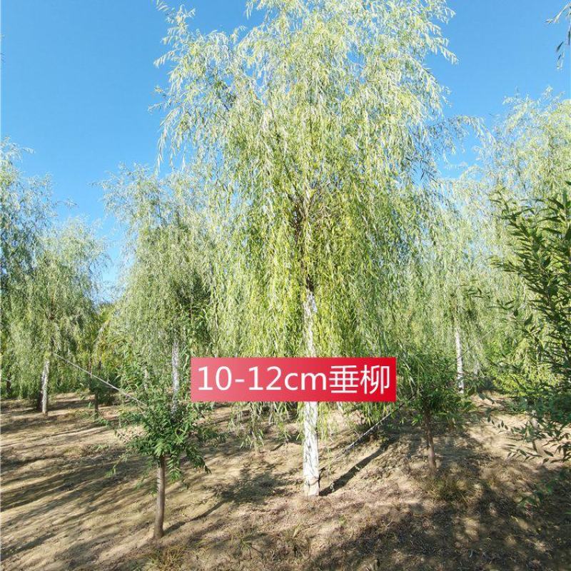 河北保定垂柳10-11-12公分西湖垂柳批量直供