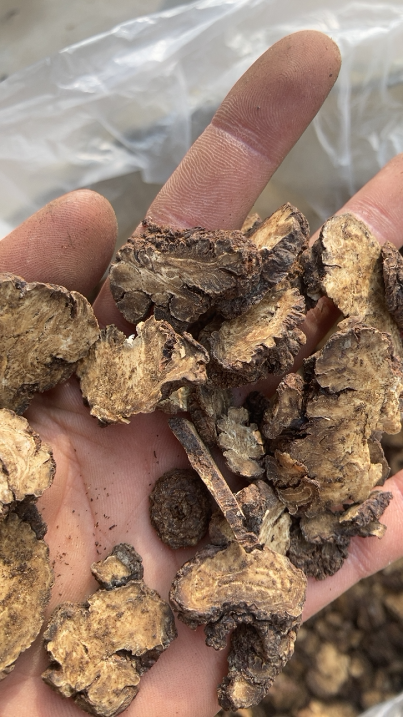 川芎，含量高，自己纯手工制作，无硫，要的请私聊我