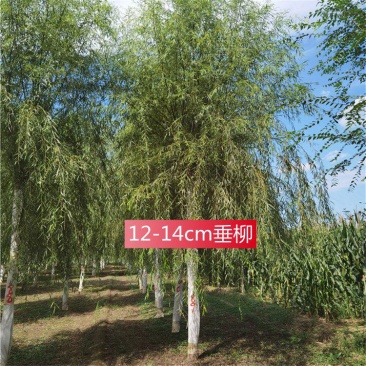 河北垂柳12-13-14公分垂柳量大价优批发订购