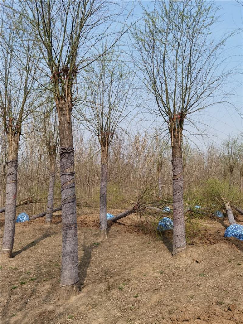 河北保定垂柳18-19-20公分垂柳苗圃供应