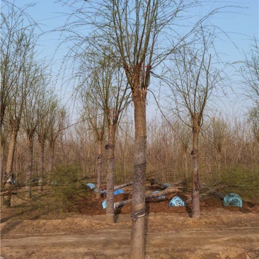 河北保定垂柳18-19-20公分垂柳苗圃供应
