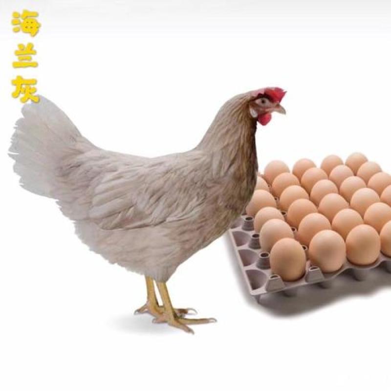 产蛋鸡苗产蛋王海兰灰蛋鸡苗海兰褐蛋鸡苗产蛋多产蛋高