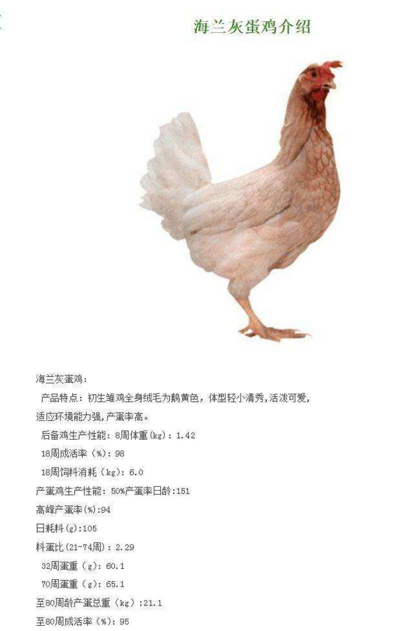产蛋鸡苗产蛋王海兰灰蛋鸡苗海兰褐蛋鸡苗产蛋多产蛋高