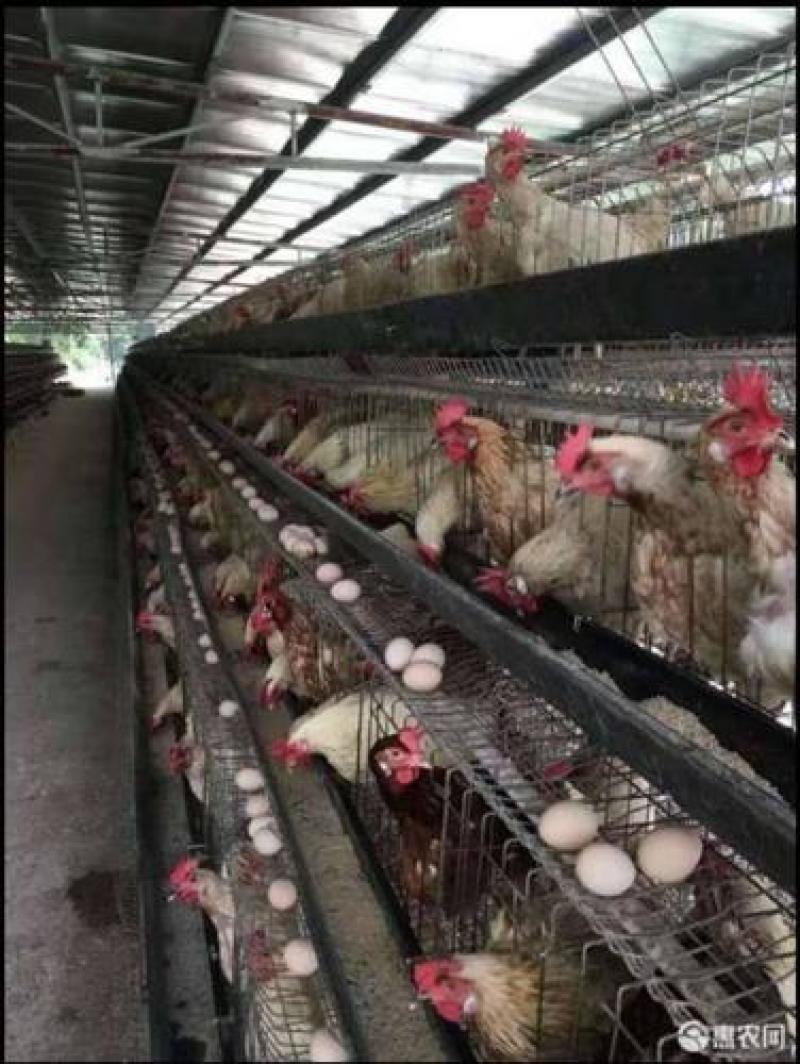产蛋鸡苗产蛋王海兰灰蛋鸡苗海兰褐蛋鸡苗产蛋多产蛋高