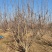 山楂树，苹果树，杏树，梨树，海棠树，国槐，杏树供应