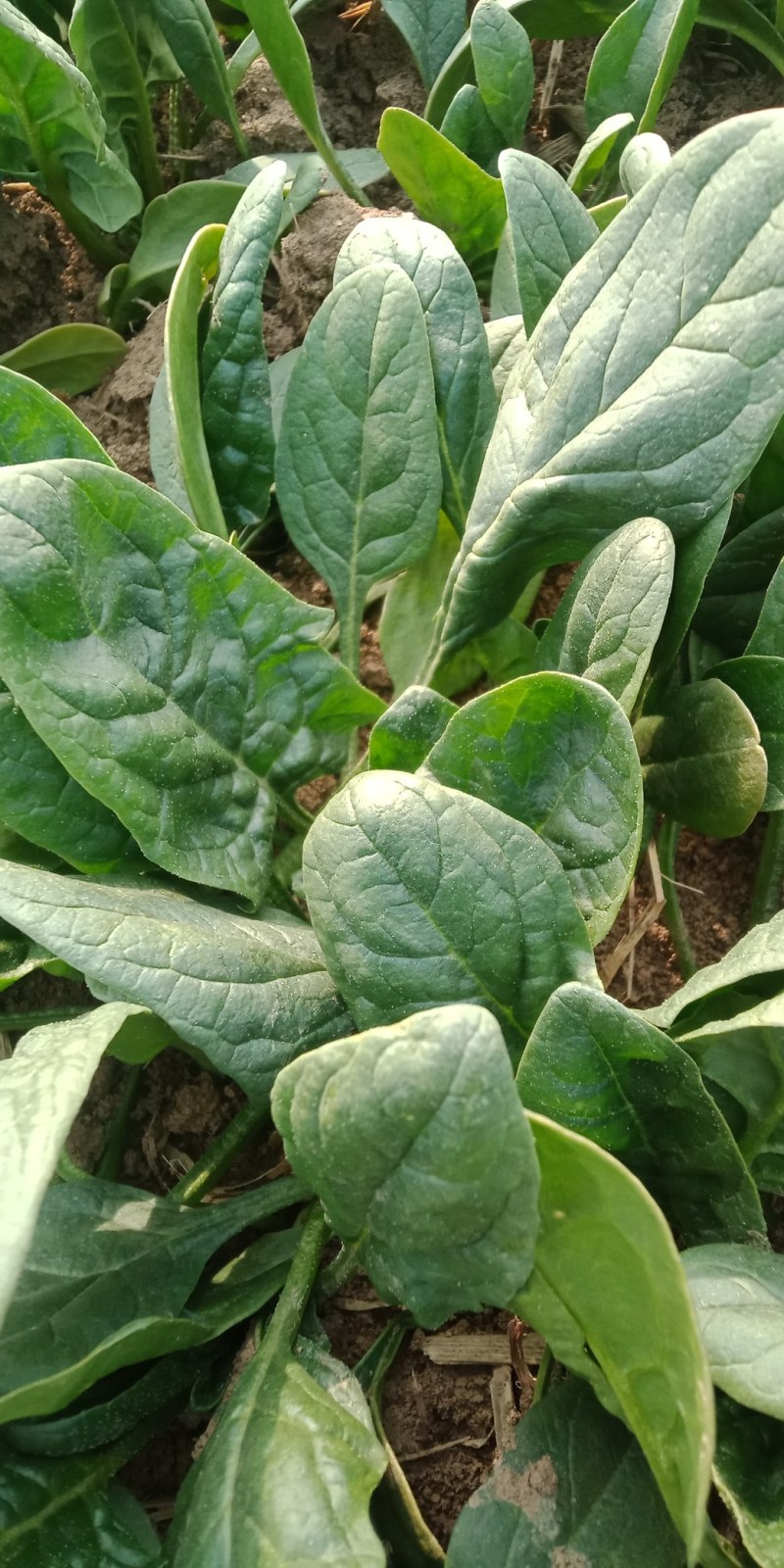 小叶菠菜