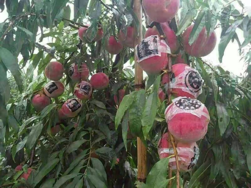 冬桃苗秋雪红自家承种基地现在大量上市，品种纯正，基地直发