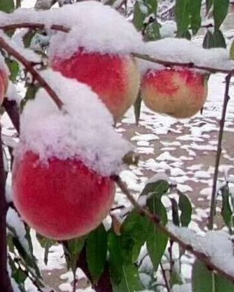 冬桃苗秋雪红自家承种基地现在大量上市，品种纯正，基地直发